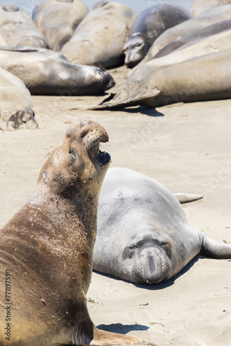 Northern Elephant seals laying on a sand beach © Martina