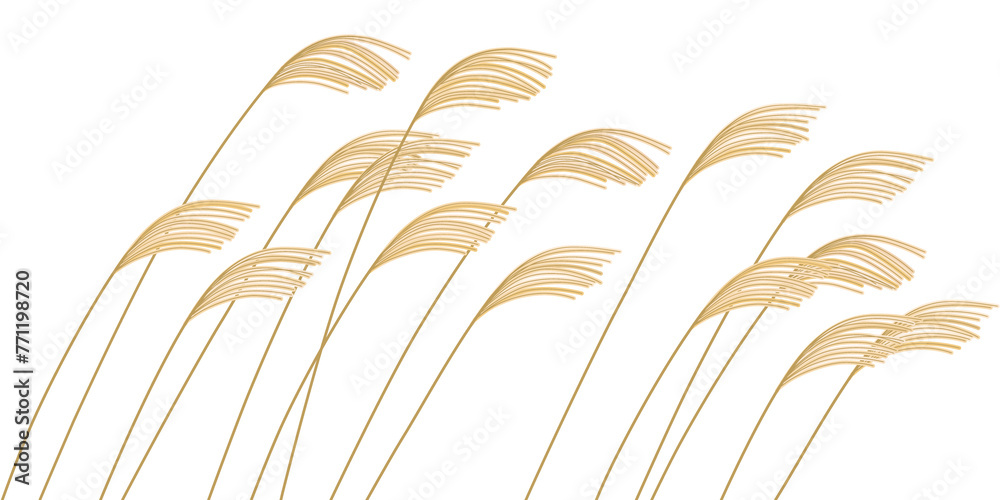 illustration of reed - obrazy, fototapety, plakaty 
