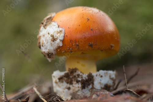 Ovolo buono, Royal agaric (Amanita caesarea). Monte Limbara. Tempio, Sardinia. Italy photo