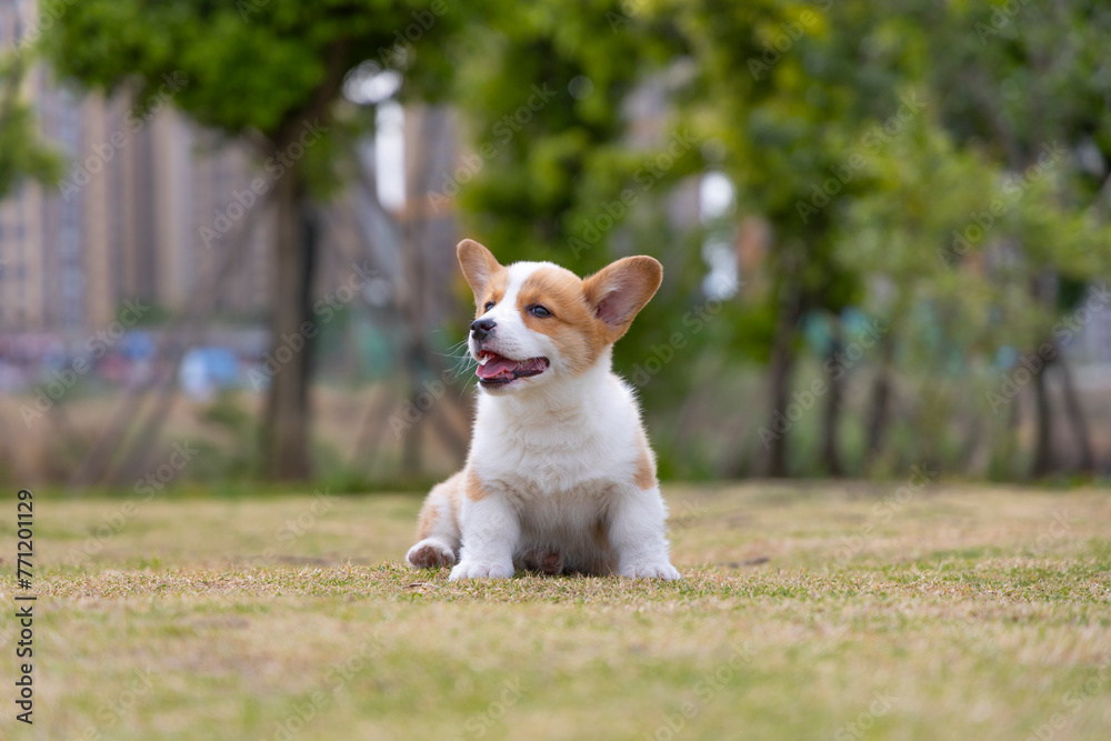 A little corgi dog is playing on the grass in the park