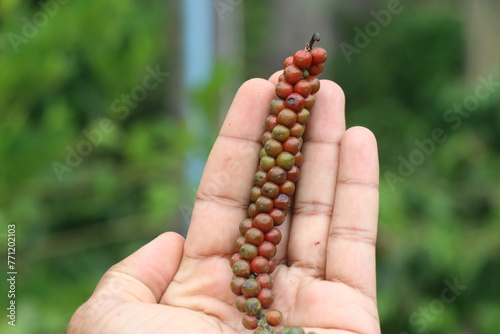 Whole black pepper corn harvested from the plant that is ready for deseed process held in the hand