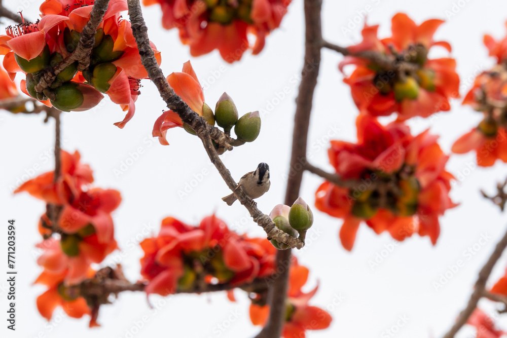 Red Cotton Tree Flower.Bombax ceiba, like other trees of the genus Bombax, is commonly known as Red Cotton Tree Flower.Bombax ceiba, like other trees of the genus Bombax, is commonly known as