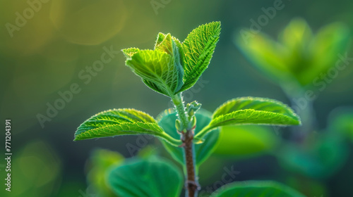 New shoots on a plant, symbol of growth, close-up,