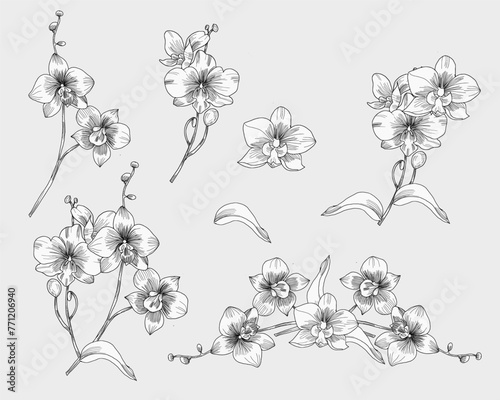 Hand Drawn Orchid Flower Illustration