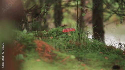 A close-up shot of the fly agaric mushrooms on the lush, green forest floor. photo