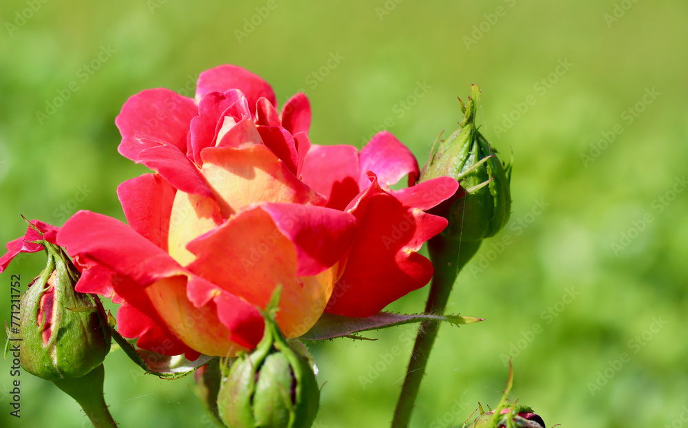 Beautiful red yellow rose with buds on a green background in the garden. Ideal for greeting cards Beautiful red yellow rose with buds on a green background in the garden. Ideal for greeting cards