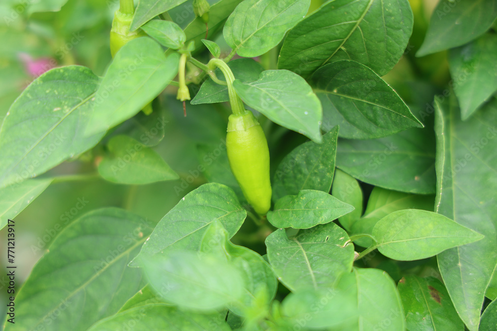 A chili tree with green fruits was revealed. A chili tree with green fruits was revealed.