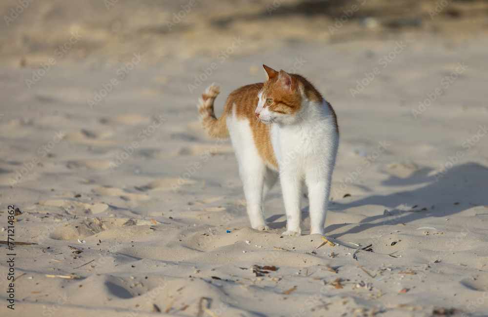 Fototapeta premium red-white cat walks along the sand close-up