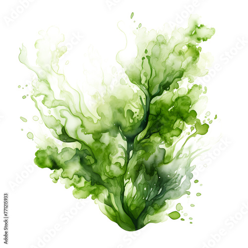 Watercolor green Algae seaweed bush. green sea plant isolated on white and transparent background Realistic botanical illustrations collection. Hand painted underwater grass