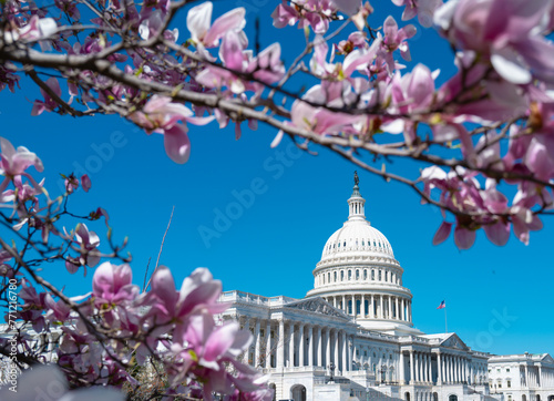 Blossom spring in Washington DC. Capitol building at spring. USA Congress, Washington D.C.
