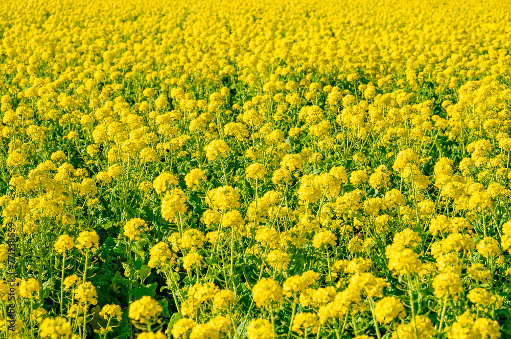 Obraz premium 南房総の春、満開の菜の花畑