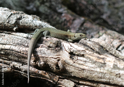 Waldeidechse - Viviparous lizard photo