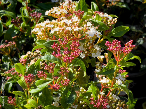 A view of flowers from the spring bouquet laurustinus plant. photo