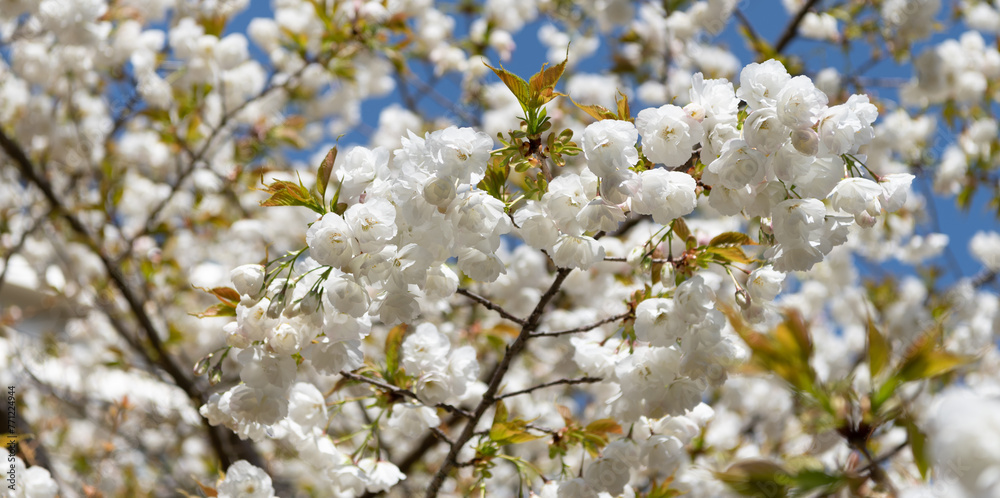 sakura tree flower blooming nature background in spring. aromatherapy