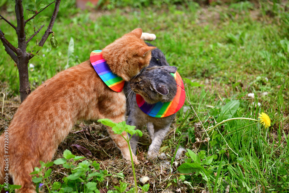 Domestic cat wearing bird warning cat collar covers around the neck