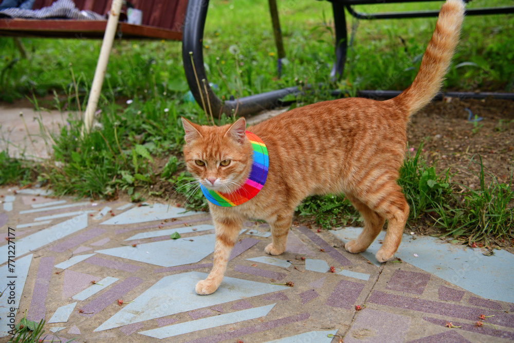Bird warning cat collar helps saving birdlife in the nature
