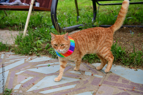 Obraz na płótnie Bird warning cat collar helps saving birdlife in the nature w salonie