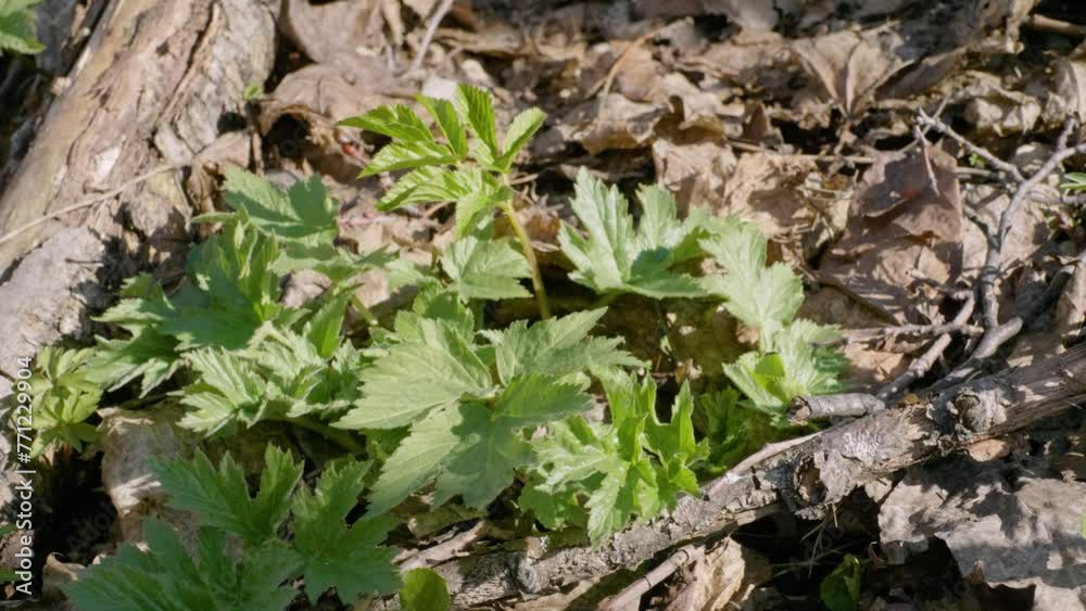 Southern Urals, young shoots of Heraculum sibiricum in the undergrowth in spring. Southern Urals, young shoots of Heraculum sibiricum in the undergrowth in spring.