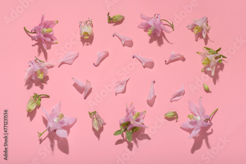 flat lay spring abstract flowers background of columbine flower with hard shadow, over pink
