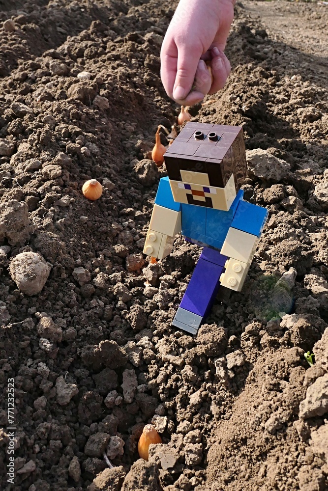 Naklejka premium LEGO Minecraft large figure of main character Steve checking planted onions in garden soil, spring daylight sunshine.