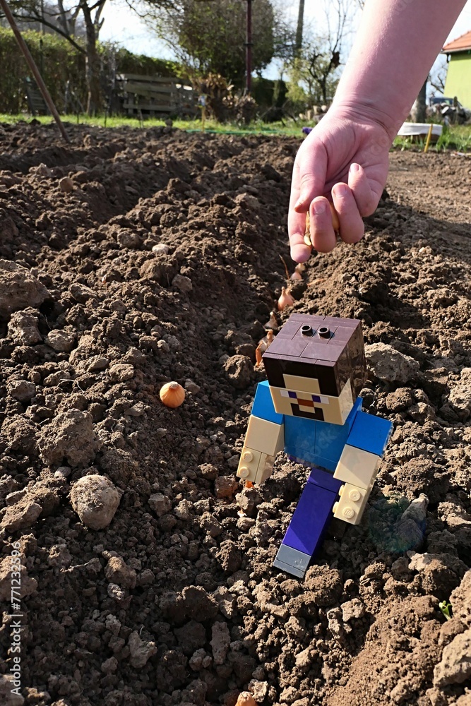 Naklejka premium LEGO Minecraft figure of smiling Steve walking in garden soil, hand of young kit planting onions in background. Spring daylight sunshine. 