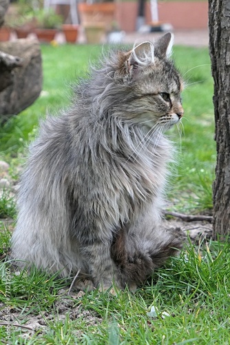 Cute yougn fluffy tabby female cat sitting on garden lawn at tree trunk during windy spring day.