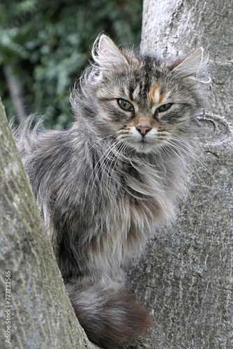 Portrait of cute young fluffy tabby crossbreed cat sitting on trunk yield of garden tree, looking forward