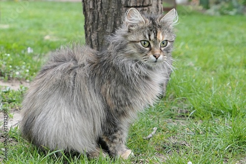 Young fluffy tabby crossbreed female cat sitting at the tree on garden lawn in windz weather, wind raising her fur on back. 