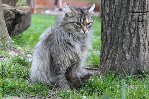 Cute young fluffy tabby crossbreed female cat sitting at garden tree in windy weather, eyes half closed. 
