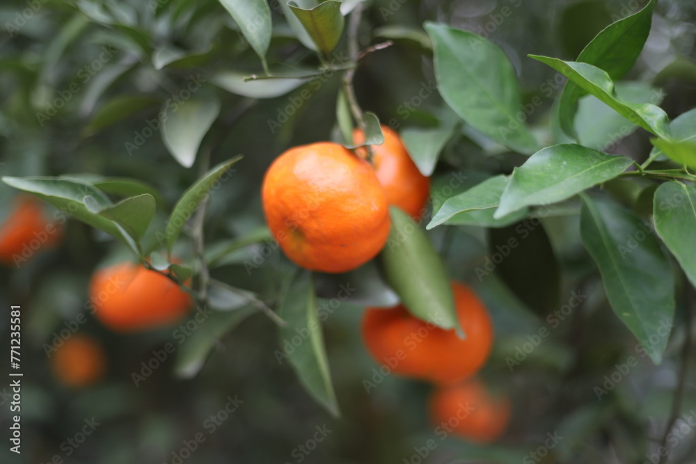 The citrus trees in the citrus orchard hang ripe citrus fruits
