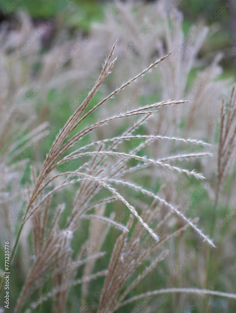 The wild grass or reeds grow lush The wild grass or reeds grow lush