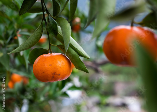 The citrus trees in the citrus orchard hang ripe citrus fruits