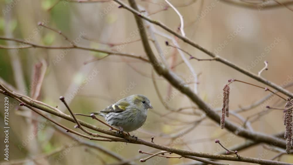Female Eurasian Siskin bird perches on branch and alerted fly away, spring day Female Eurasian Siskin bird perches on branch and alerted fly away, spring day