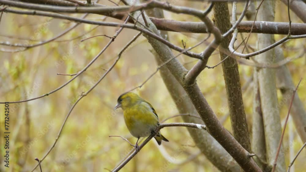 Siskin bird perches on branch and alerted fly away, sunny spring day Siskin bird perches on branch and alerted fly away, sunny spring day
