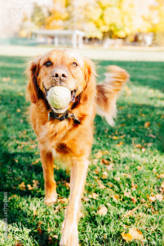 Happy golden retriever dog in park with tennis ball in mouth