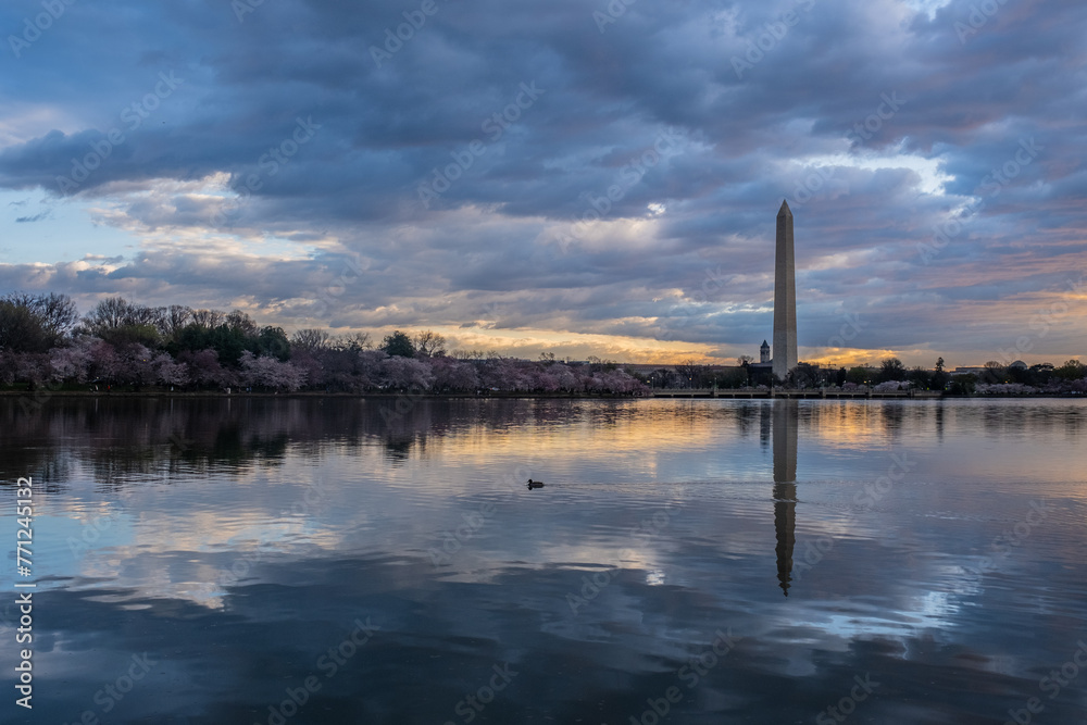 Washington Monument framed by cherry blossoms in peak bloom in W