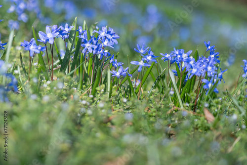 Purple glory-of-the-snow flowers in spring garden. photo