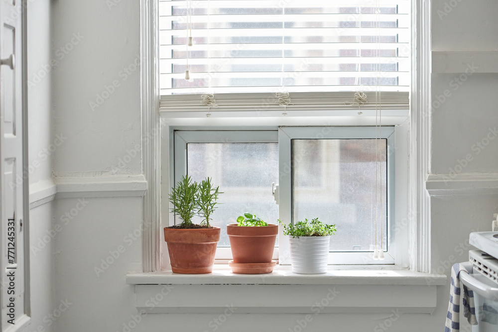 Fototapeta premium Kitchen herbs on window ledge in pots