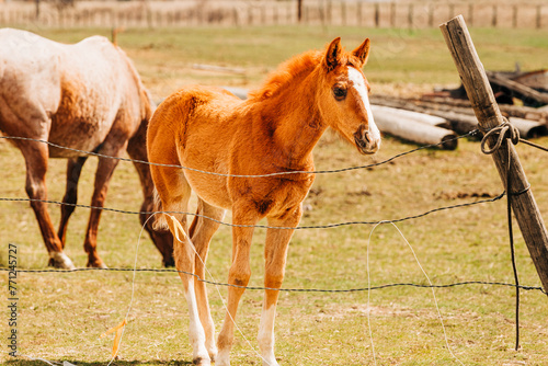 Adorable lanky foal standing behind a fence photo
