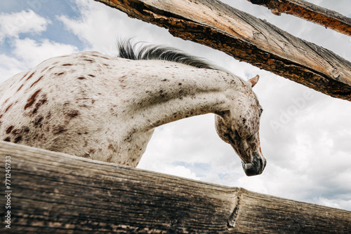 Wide angle shot of horse through a wooden fence