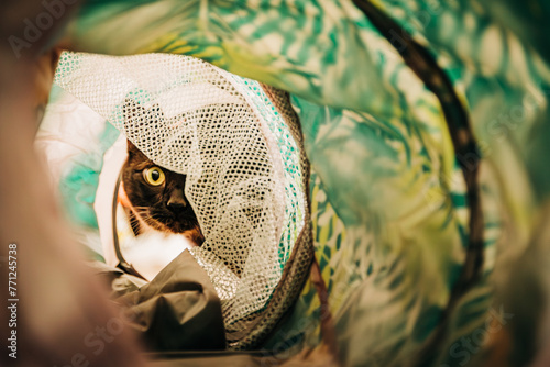 Close up of Havana brown cat looking through toy tunnel