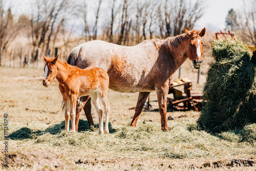 Mare horse standing with her foal photo