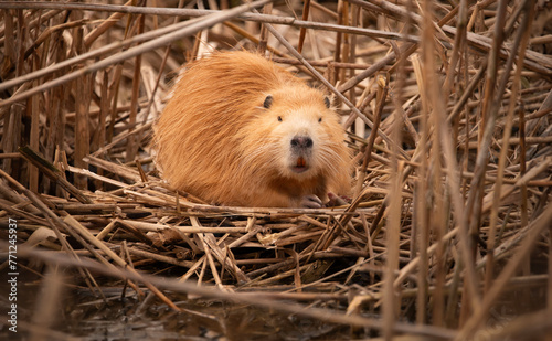 An albino river nutria sitting on the river bank in the reeds photo