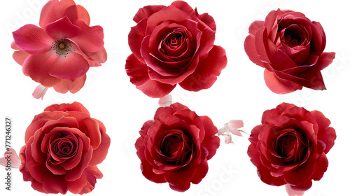 Double Delight Rose Digital Art in 3D Isolated on Transparent Background - Top View of Blooming Pink and Red Hybrid Tea Roses for Romantic Floral Designs