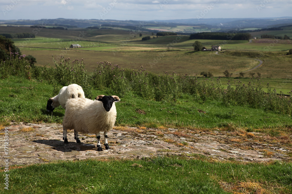 Along the Hadrian's wall between Twice Brewed and Chollerford - Northumberland - England - UK
