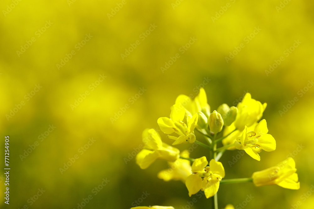 満開の菜の花畑 満開の菜の花畑