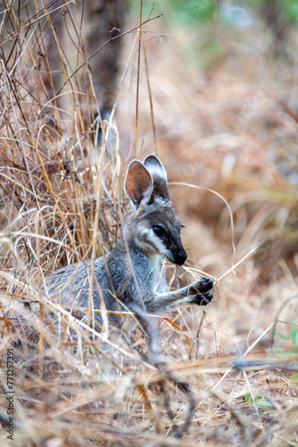 chewing on grass small grey kangaroo photo