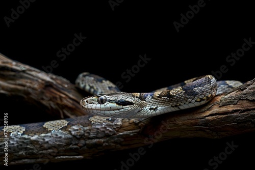 Eine tropische Schlange auf einem Ast  photo