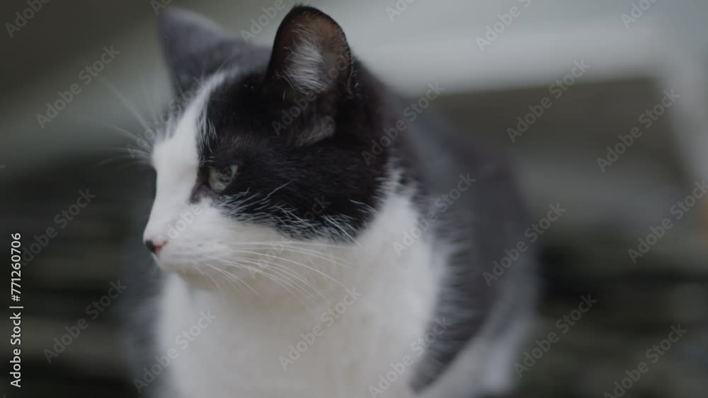 Handheld closeup shot of cat in front of random objects outside, sniffing around