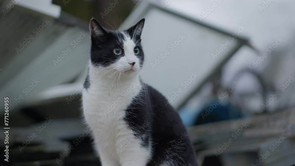Handheld, cat in front of random objects outside, looking intently